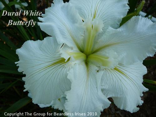 Dural White Butterfly (1)